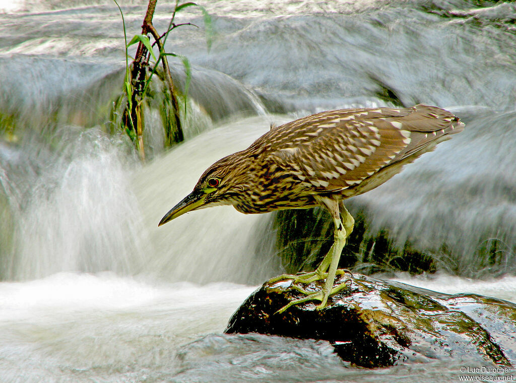 Black-crowned Night Heron