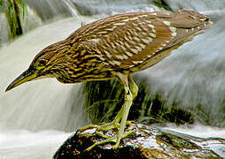 Black-crowned Night Heron