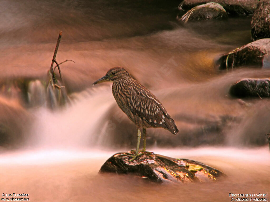 Black-crowned Night Heron