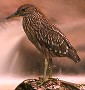 Black-crowned Night Heron