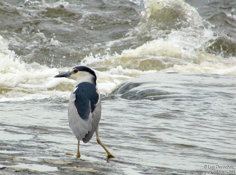 Black-crowned Night Heron