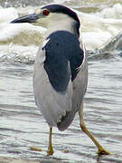 Black-crowned Night Heron