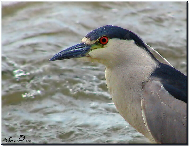 Black-crowned Night Heron