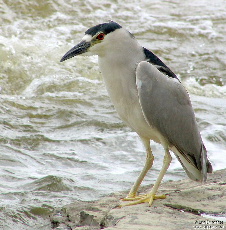 Black-crowned Night Heron