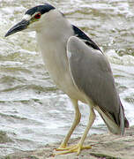 Black-crowned Night Heron