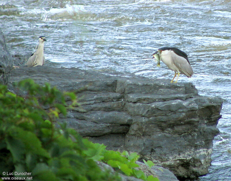 Black-crowned Night Heron