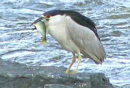 Black-crowned Night Heron