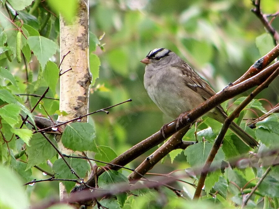 Bruant à couronne blanche