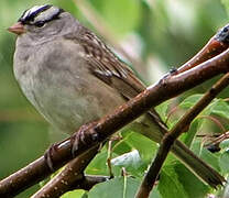 White-crowned Sparrow