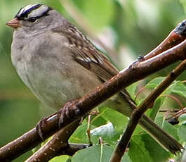 Bruant à couronne blanche