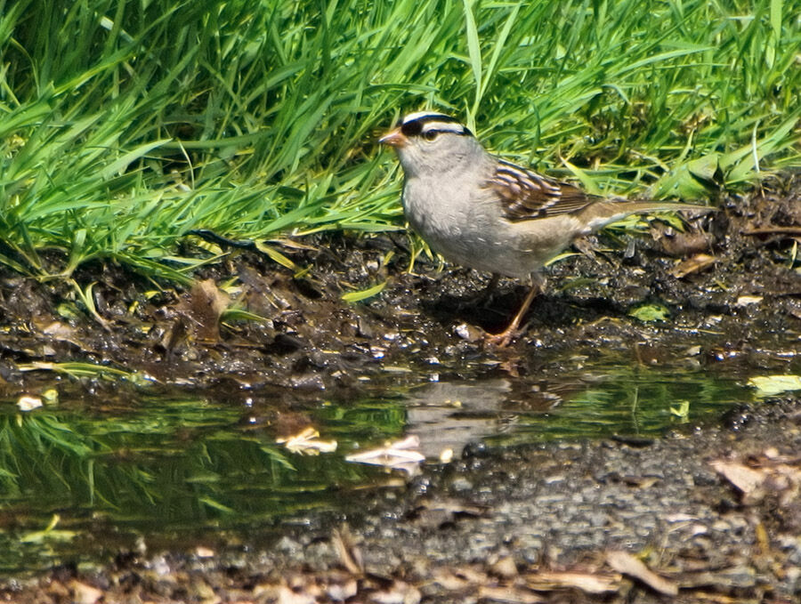 White-crowned Sparrow