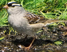 White-crowned Sparrow