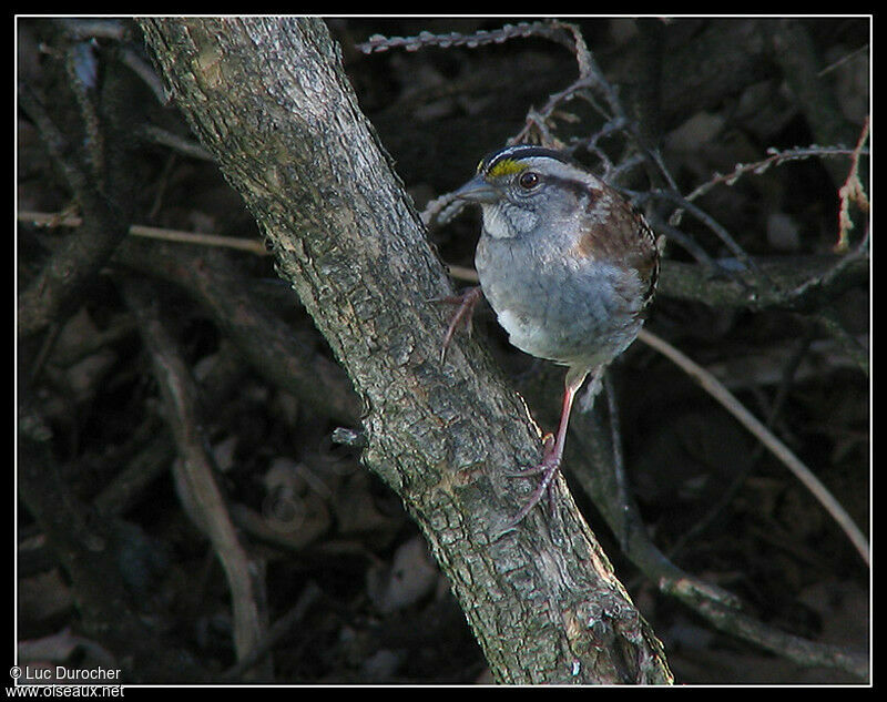 White-throated Sparrow