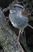 White-throated Sparrow