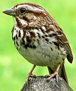 Song Sparrow