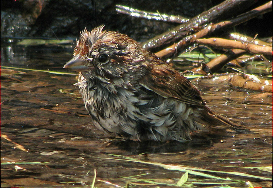 Song Sparrow