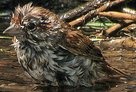 Song Sparrow