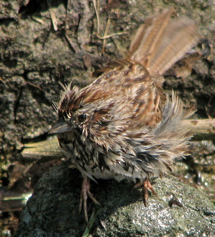 Song Sparrow