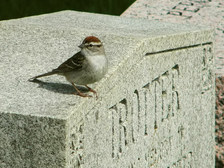 Chipping Sparrow