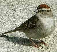 Chipping Sparrow