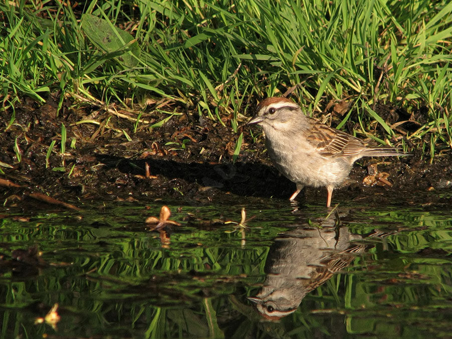 Chipping Sparrow