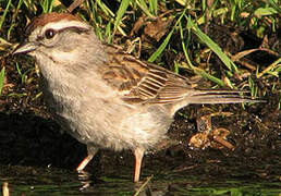 Chipping Sparrow