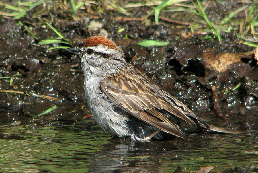 Chipping Sparrow