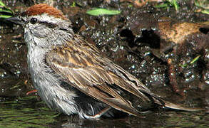 Chipping Sparrow