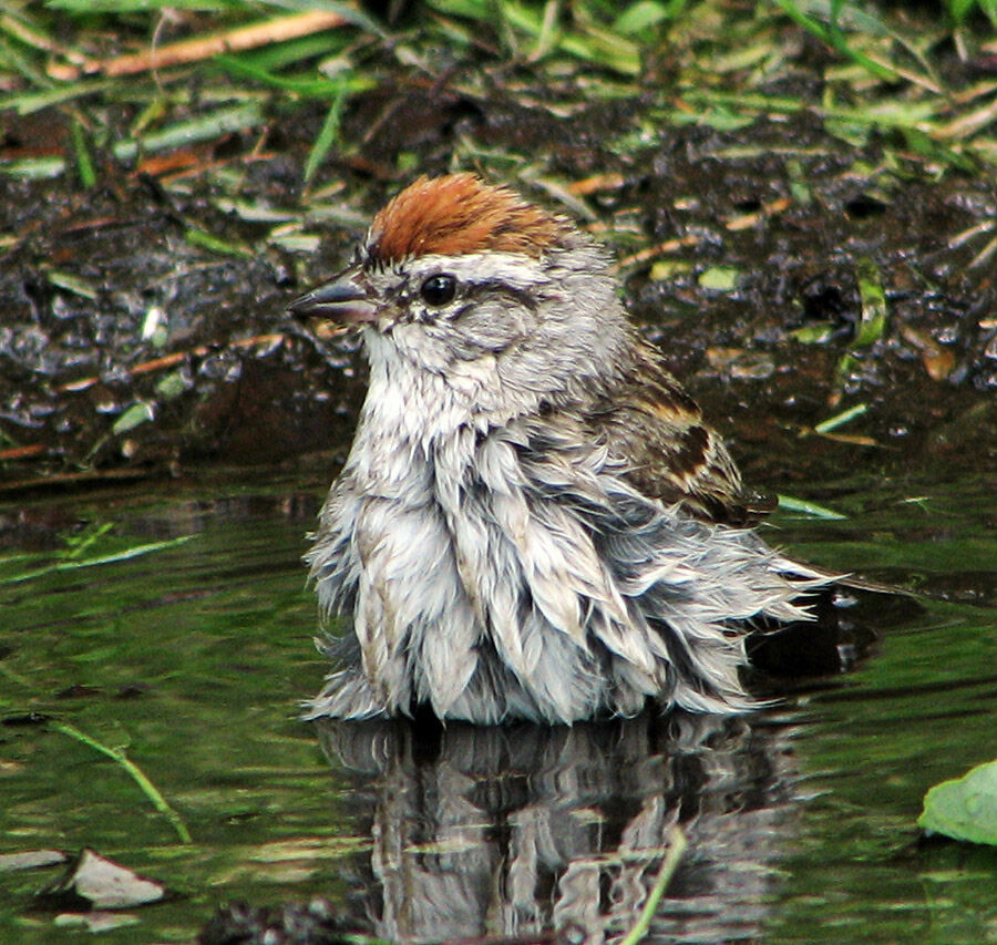 Chipping Sparrow