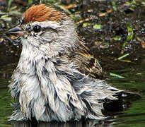 Chipping Sparrow