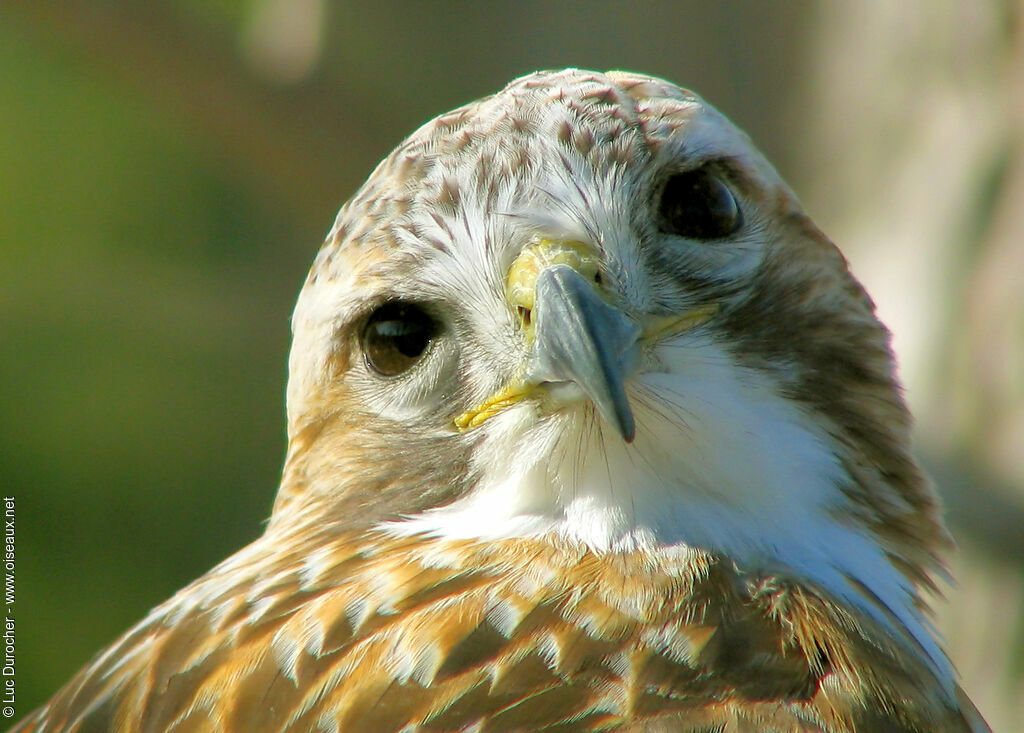 Red-tailed Hawk