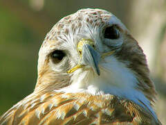 Red-tailed Hawk