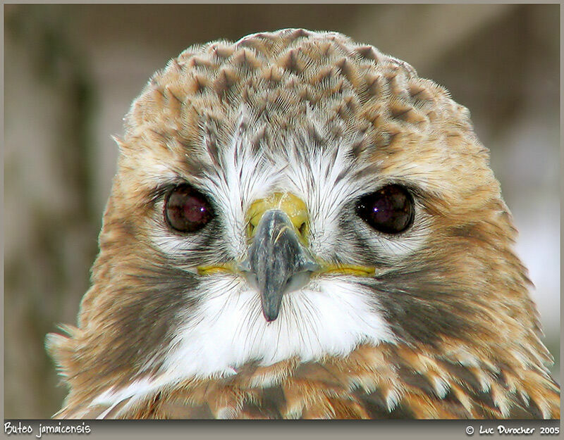 Red-tailed Hawk