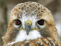 Red-tailed Hawk