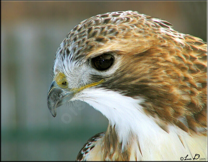 Red-tailed Hawk