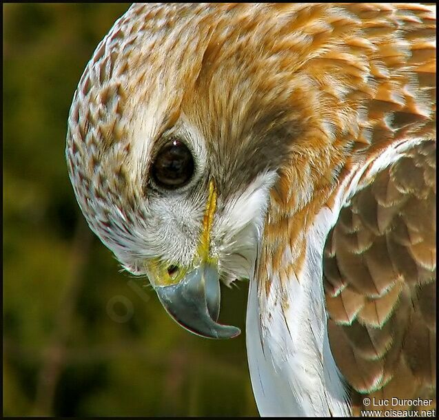 Red-tailed Hawk