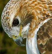 Red-tailed Hawk