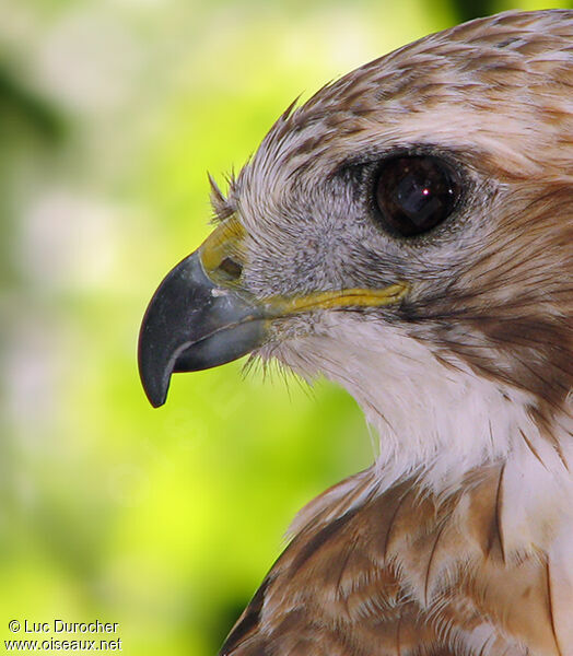 Red-tailed Hawk