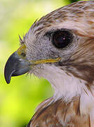 Red-tailed Hawk