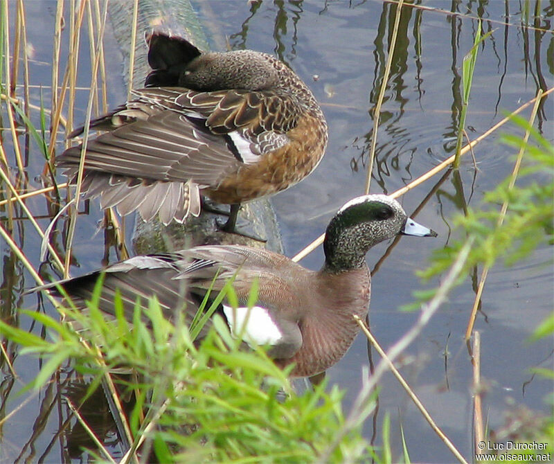 American Wigeon