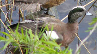 Canard à front blanc