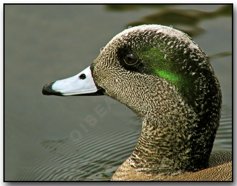 Canard à front blanc