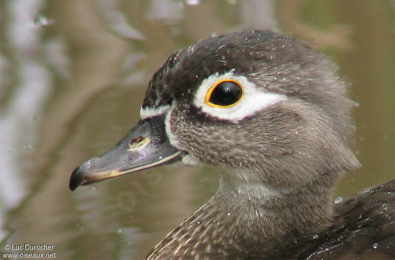 Wood Duck