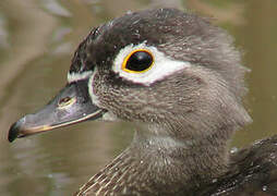 Wood Duck