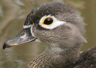 Canard carolin