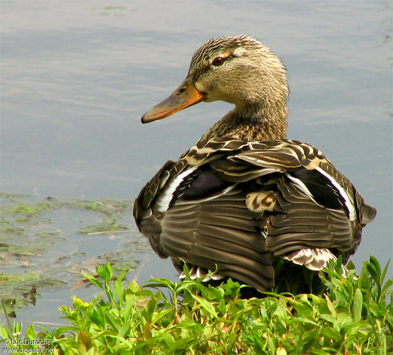 Mallard