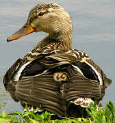 Canard colvert