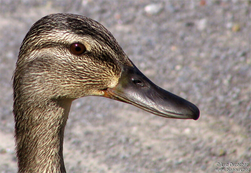 Canard colvert