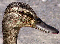 Canard colvert