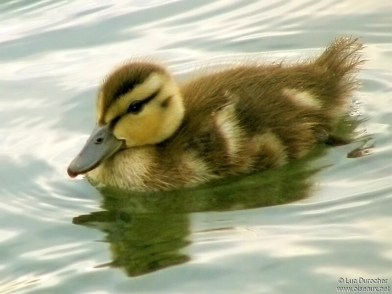 Canard colvert